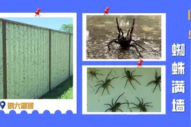 吓人！澳大利亚洪灾过后出现蜘蛛爬满墙的恐怖景象图片