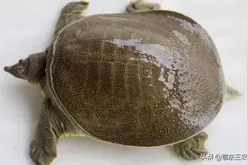 在杀甲鱼时候，人的手被甲鱼咬住该怎么办？有三种急救方法图片