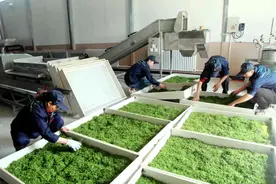 精准脱贫进行时 枣芽茶成为吴堡农民致富新产业图片