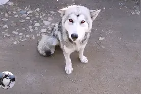 二哈跟田园犬私奔，3个月后带4只娃回家，来带“孙子”了图片