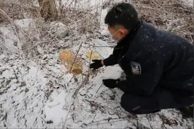 猫头鹰被杀，花栗鼠被抓，刘某某被绳之以法——临江林检保护野生动物进行时图片