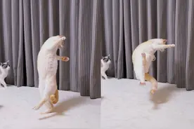 猫咪也会武功！喵喵拳招式不断，网友P上香蕉皮，画风1秒变搞笑图片