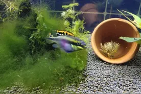 爆缸能力超强的三种小型观赏鱼，为什么很多鱼友总是繁殖不成功？图片