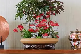 ​乡下野外的植物，不要看不上，挖回家当盆栽正好图片