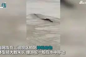 三峡出现“水怪”？是鱼类或者大蛇？专家认为并非如此 | 新闻早餐 2019.9.15星期日图片