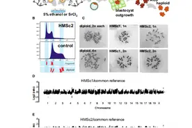 两个卵子就能繁育后代？未来人类不需要男人，就能自行生育了么？图片