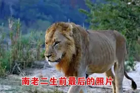 坚强不屈的西街之血——南部“塞拉堤雄狮联盟”之“南二郎”图片