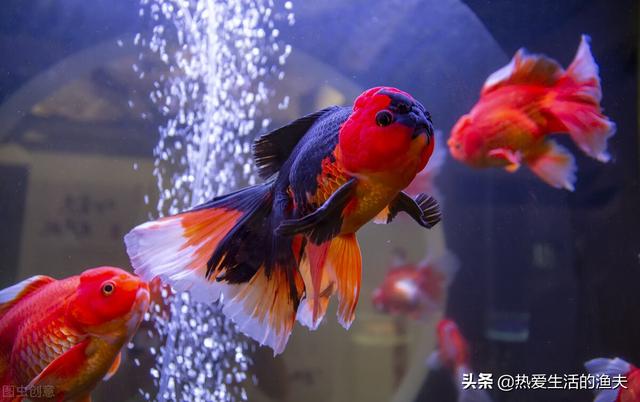 金鱼鳞片掉了露肉