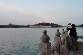 北京雨燕：神秘的飞行者图片