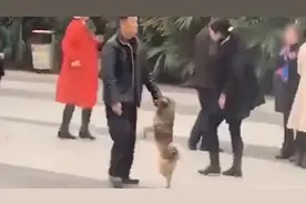 大爷热衷广场舞拉来狗狗做舞伴 合作默契动作流畅 狗子：我太难了视频封面