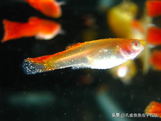 孔雀鱼肚子大鱼鳞立起来