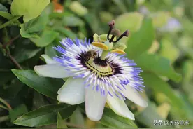 西番莲：庭院爬藤新宠，花果皆美图片