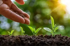 熟黄豆和熟鸡粪：哪个肥效好？4个方面比较，结果一目了然图片