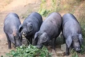 会抓鱼、会潜水，中国本土猪这么聪明，为何大多数却濒临灭绝？图片