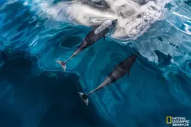 神奇的回声定位：大自然的内置声呐系统图片