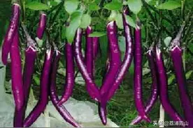 茄子坐果少、畸形果多等现象，种植户应该从这三个方面来解决问题图片