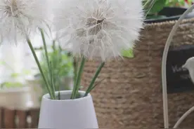 很火的“巨大蒲公英”，100块10枝，乡下到处是，一摘一麻袋图片