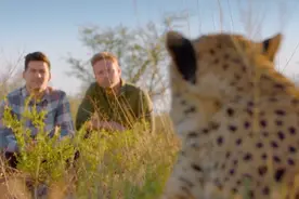 BBC爆笑动物探秘！哥俩花式作死，为打脸谣言用自己喂鲨鱼？图片