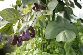 农村随处可见的眉豆，为何市场上难寻踪影图片