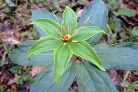 每日中药——蚤休图片