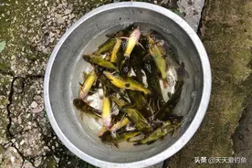 秋季野钓黄腊丁秘诀，这些技巧简单易掌握，让收获更有保证图片