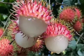 水果天堂：海南水果品种及上市时间表图片