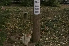 壹现场｜北大一流浪猫被“明令禁食”它究竟干了什么？图片