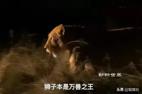 他在《动物世界》的配乐中回归自然图片