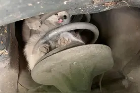 小猫为报恩悄悄钻进网友车底，一路高速行驶竟然奇迹生存图片