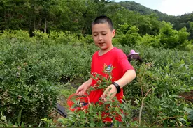 金沙湖蓝莓庄园里采蓝莓！我来了！福建省延平区西芹镇坑底村图片