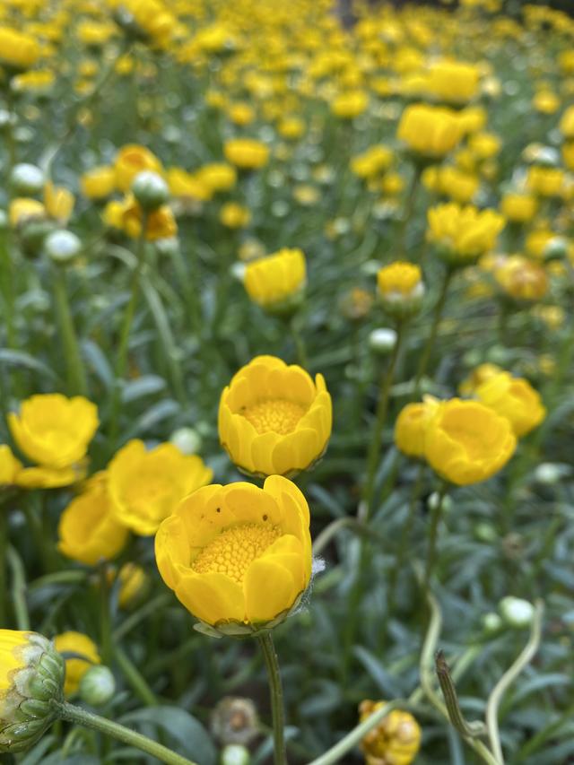 公园花花草草提现春意盎然生涯无处不出色
