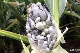 玉米棒上结的黑乎乎的东西，很珍贵别扔，市场上2两就50多块钱图片