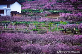 东南沿海赏桃花的首选地，就藏于福建福安，小众且绝美的世外桃源图片