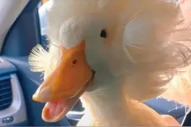 背景图｜我的头好痛 可能是知识渊博 要溢出来了图片