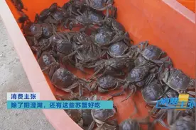 直击兴化大闸蟹捕捞全过程，随便一只都有8两大图片