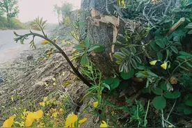 生机盎然，春季好时光图片