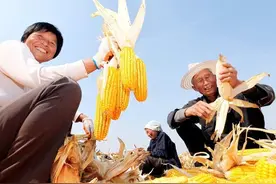 河南5旬大哥去帮丈母娘家收玉米，午饭只有一碗凉面条，听他咋说图片