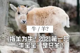 指羊为牛？为什么2021第一只“牛宝宝”却是只“羊”？图片