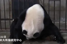 妊娠180天后终于产崽 秦岭大熊猫研究中心喜迎双胞胎图片