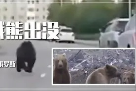 街头狂奔 俄罗斯饿熊出没图片