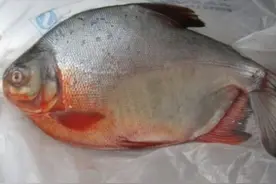 鲳鱼也属于淡水鱼类，却很少人愿意养殖它，到底是什么原因呢？图片