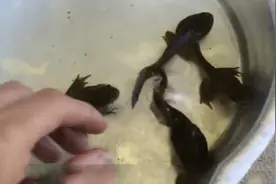 渔民意外捕到"巨型蝌蚪"，长度有150厘米，没想到它还有另一身份图片