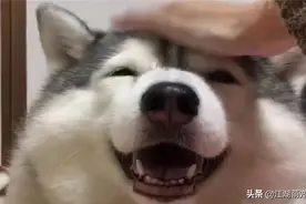 养狗以后，主人摸狗头，你猜狗狗心里在想什么图片