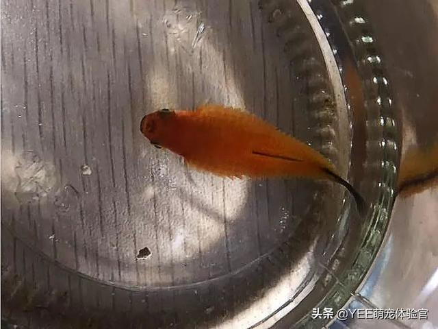 为什么鱼的鱼鳞会竖起来