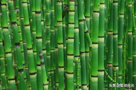 农村到处都是的“节节草”，没想到还有这么多的用途，了解一下吧图片