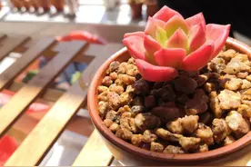 给多肉植物换盆，甭怕掉叶子！清理掉"老病残"，反而长得更旺图片