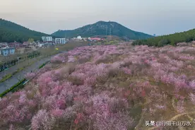 济南旅游路旁一大片桃花灿烂绽放，宛如粉色的世外桃源图片