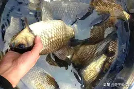 钓鱼技巧：饵料加酒米，专钓大鲫鱼，别不信，一钓一个准图片