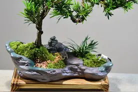 树桩盆景金属丝蟠扎造型技术图片