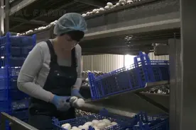 现代化农业系列51：蘑菇在荷兰培育、大规模种植和收获技术图片